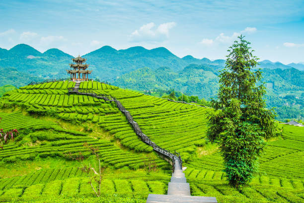 Green mountain valley with tea country